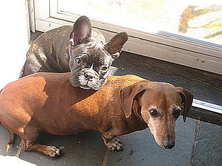Pet Pics on Petsugar 2008-08-13 08:00:39